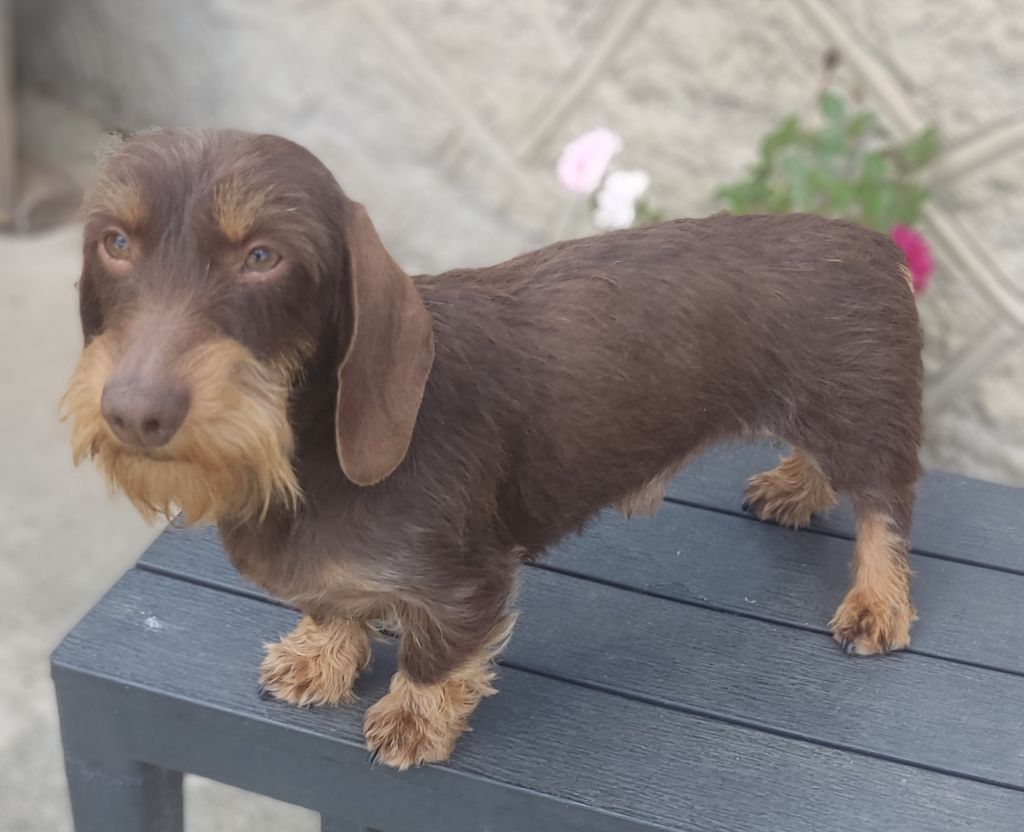 TR. Theo d'or du moulin de Thuet