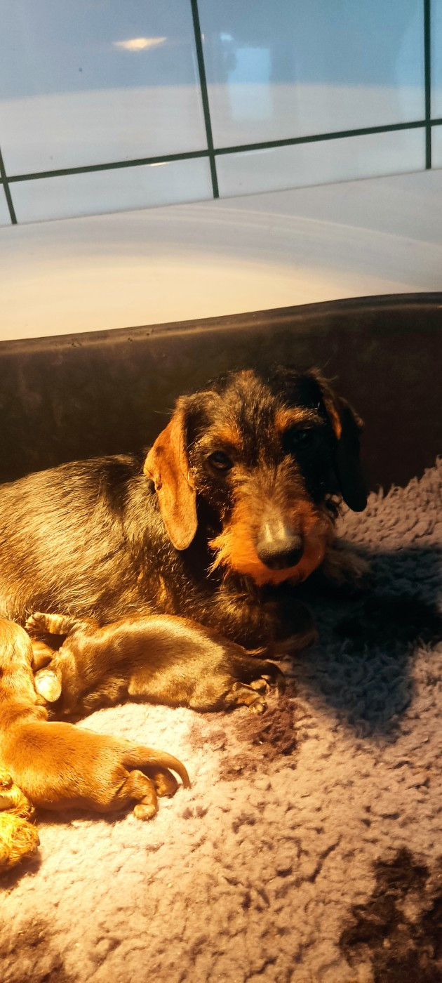 Ulema Ulema.du.sasia