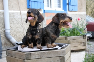 du Domaine Des Ours Joyeux - Havane chien Star