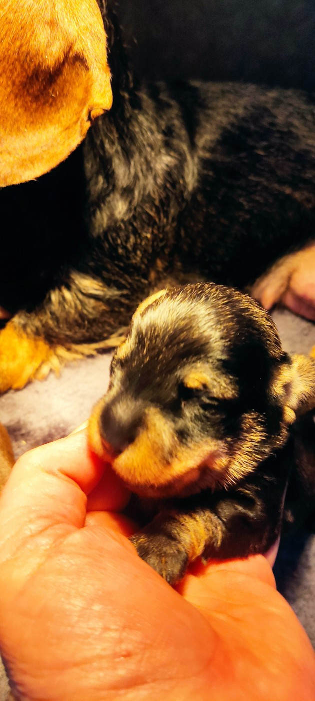 du Domaine Des Ours Joyeux - Chiots disponibles - Teckel poil dur