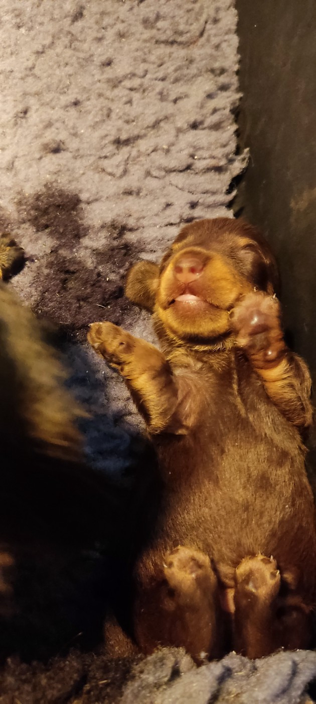 du Domaine Des Ours Joyeux - Chiots disponibles - Teckel poil dur