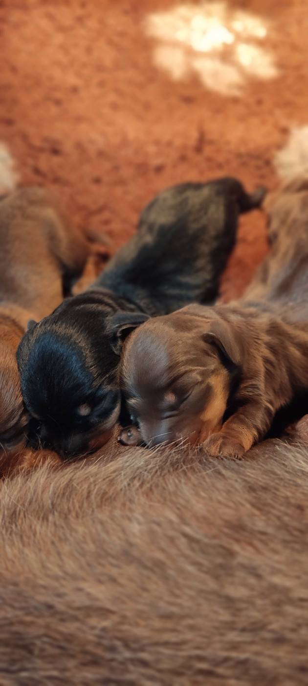 du Domaine Des Ours Joyeux - Chiots disponibles - Teckel poil dur