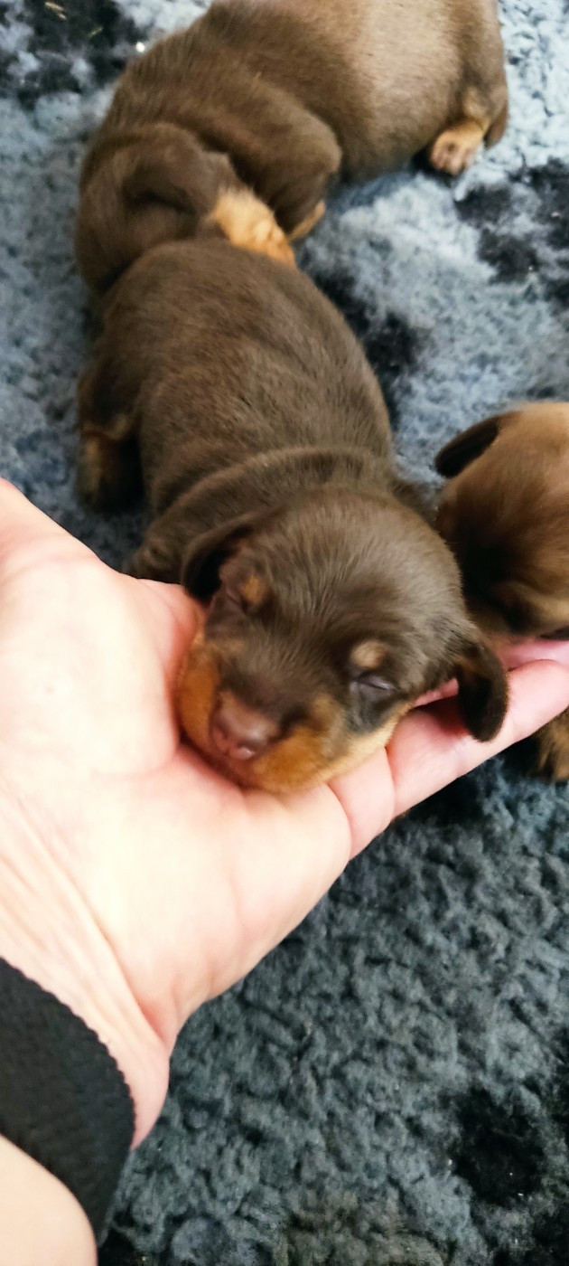 du Domaine Des Ours Joyeux - Chiots disponibles - Teckel poil dur