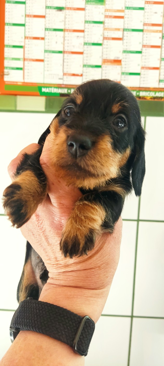 du Domaine Des Ours Joyeux - Chiots disponibles - Teckel poil dur