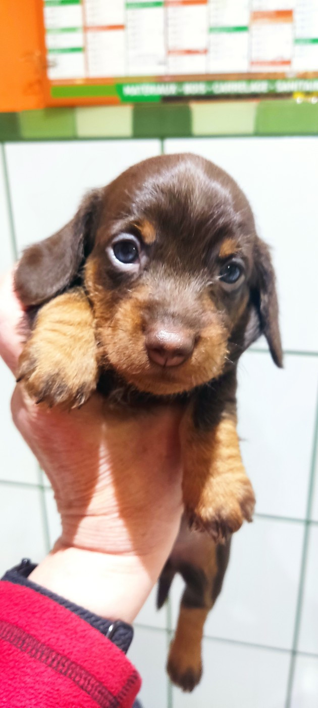 du Domaine Des Ours Joyeux - Chiots disponibles - Teckel poil dur