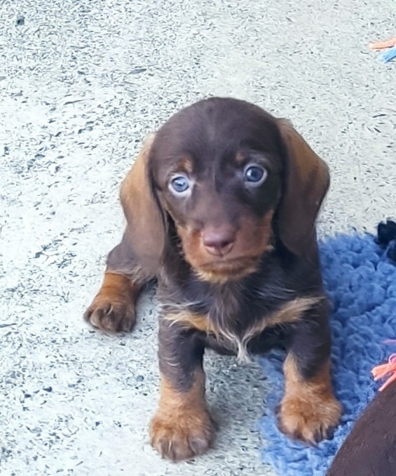 du Domaine Des Ours Joyeux - Chiots disponibles - Teckel poil dur