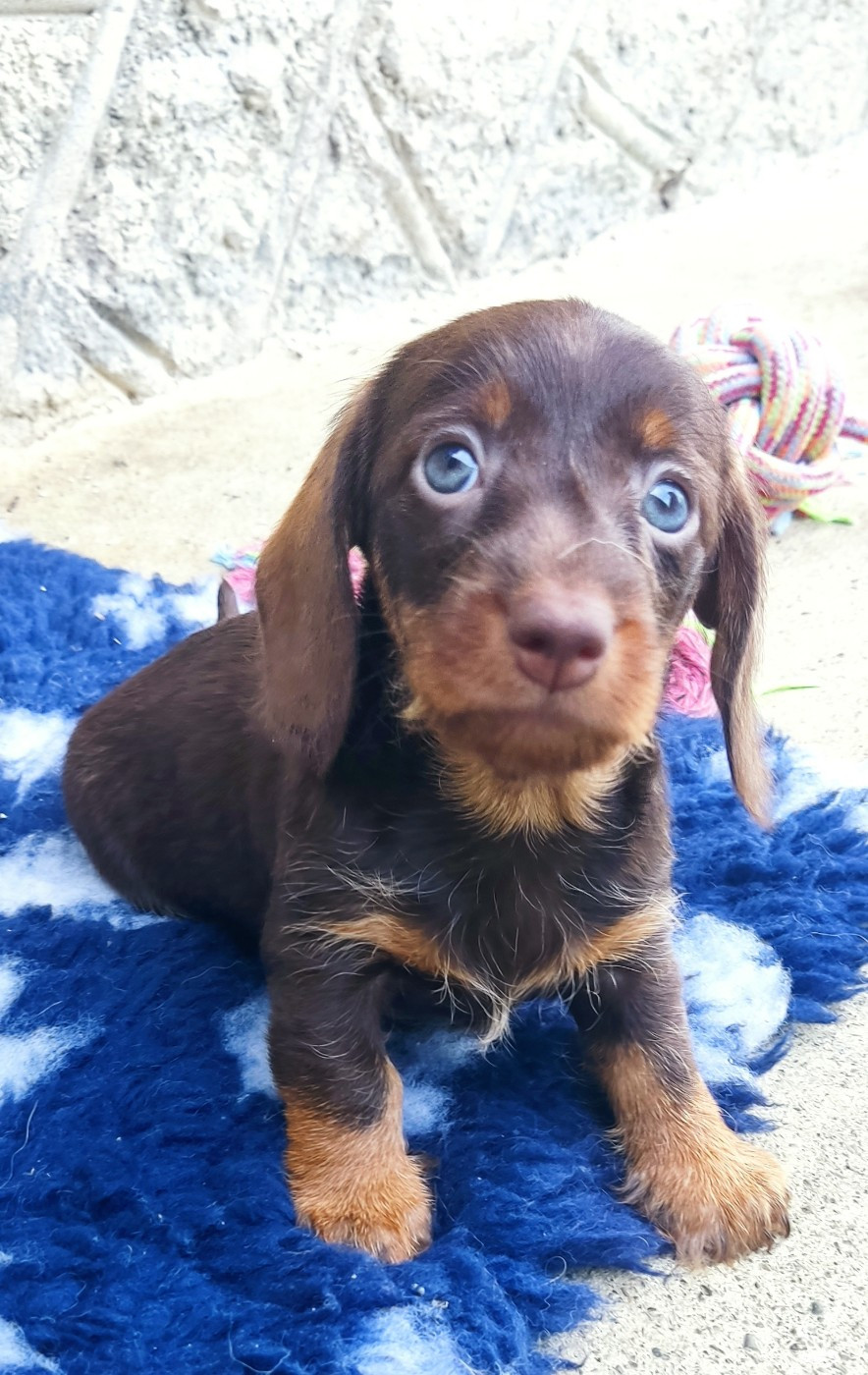 du Domaine Des Ours Joyeux - Chiots disponibles - Teckel poil dur