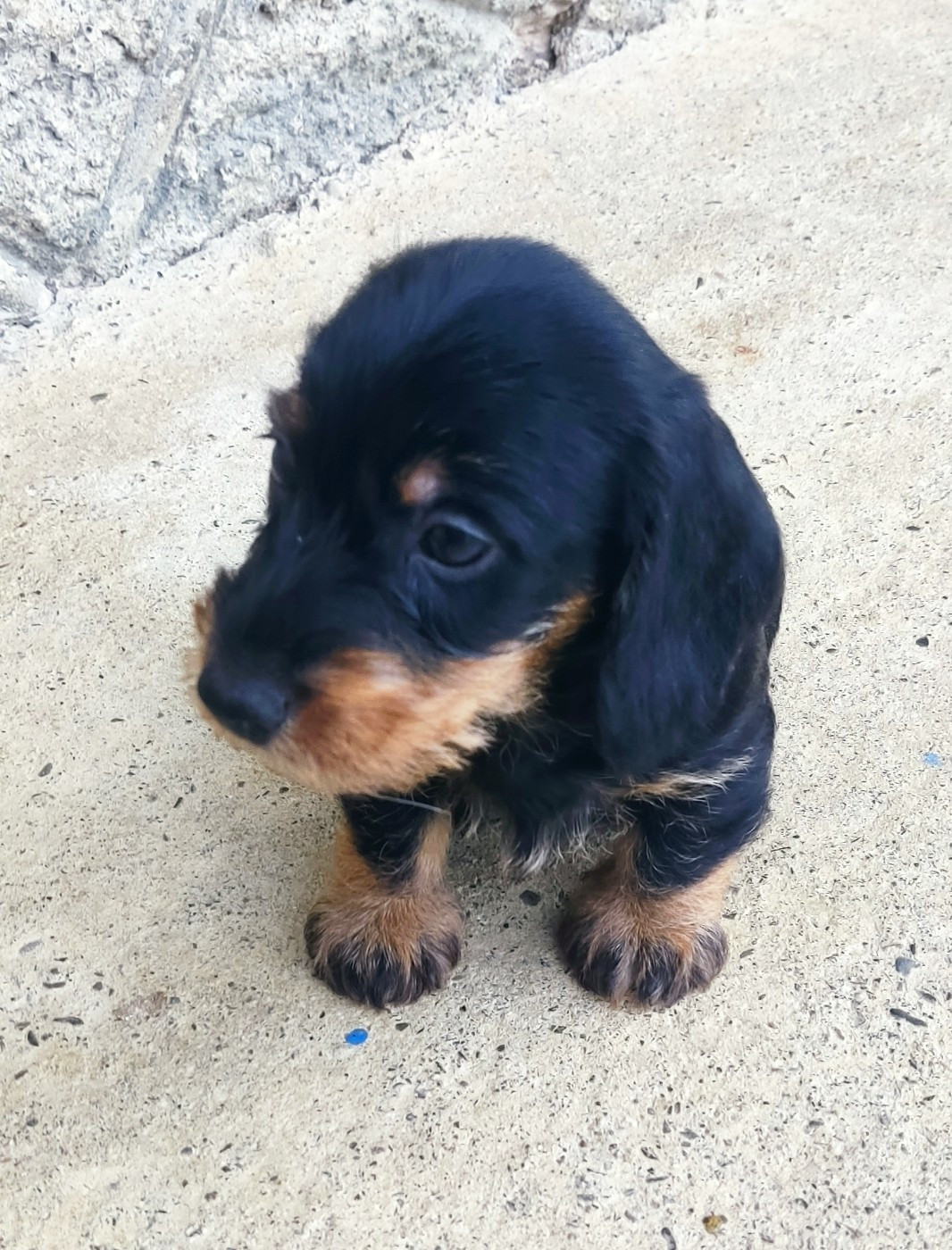 du Domaine Des Ours Joyeux - Chiots disponibles - Teckel poil dur