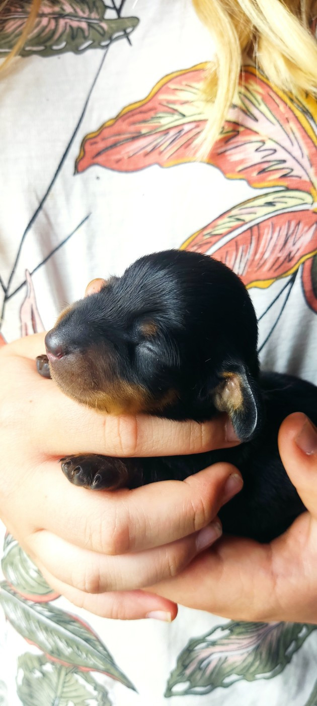 du Domaine Des Ours Joyeux - Chiots disponibles - Teckel poil ras