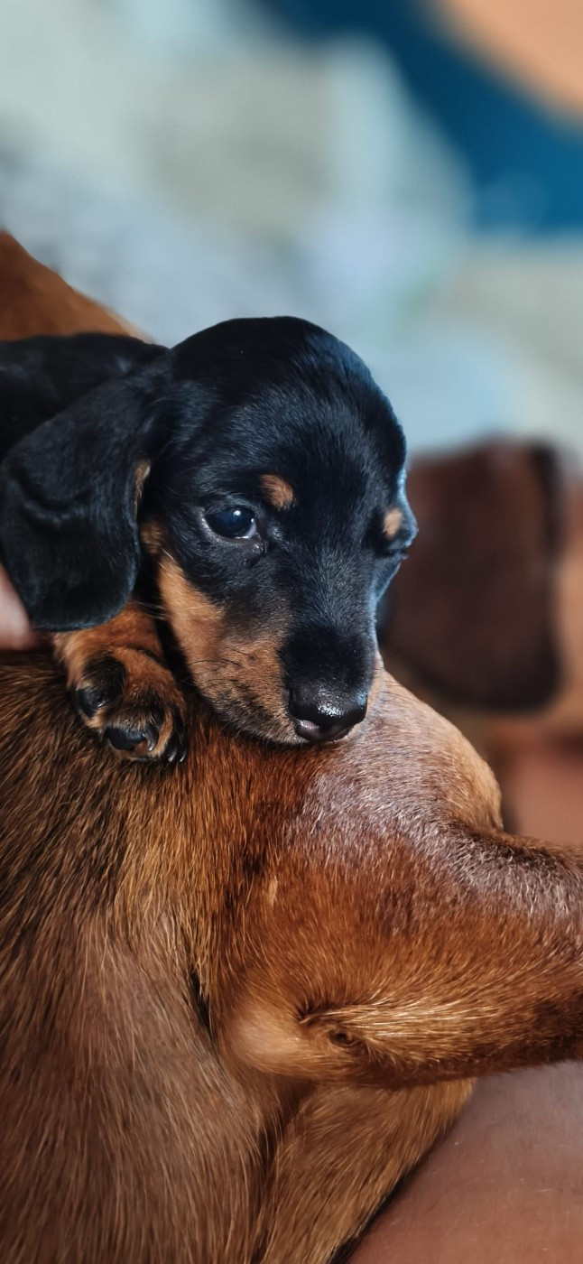 Chiot Teckel poil ras du Domaine Des Ours Joyeux
