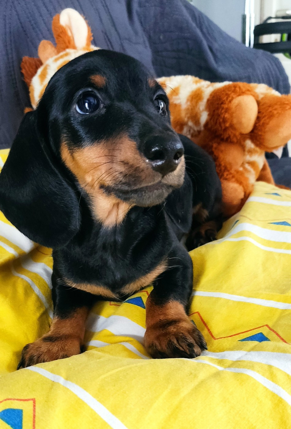 du Domaine Des Ours Joyeux - Chiots disponibles - Teckel poil ras