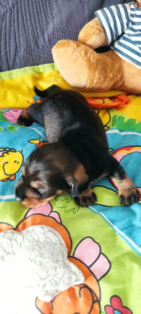 du Domaine Des Ours Joyeux - Chiots disponibles - Teckel poil dur
