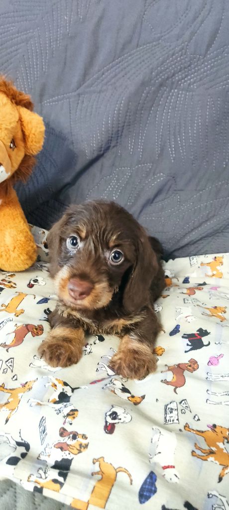 du Domaine Des Ours Joyeux - Chiots disponibles - Teckel poil dur
