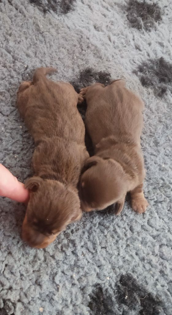 du Domaine Des Ours Joyeux - Chiots disponibles - Teckel poil dur