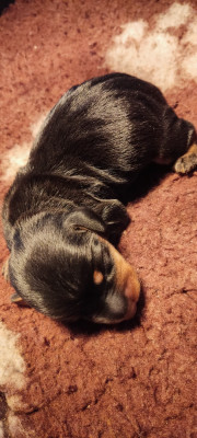 Nain