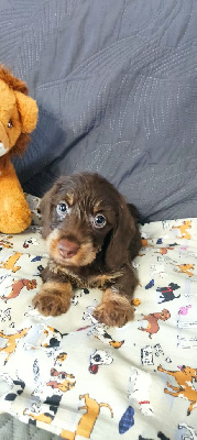 CHIOT 4.nain.chocolat