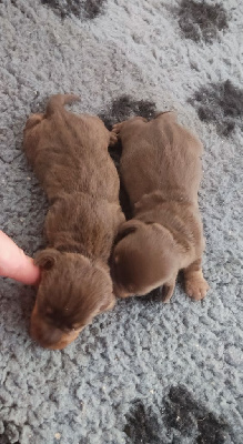CHIOT 2.nain   chocolat