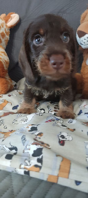 CHIOT 1