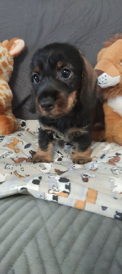 CHIOT 3