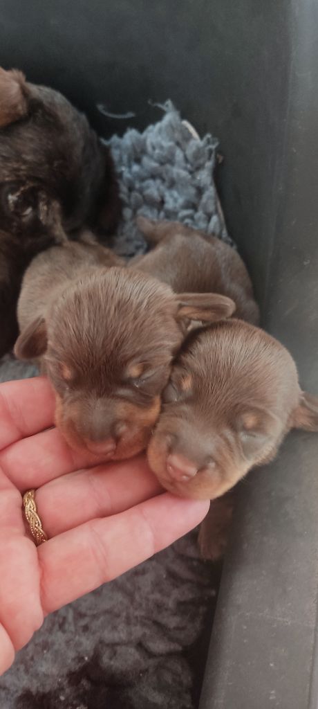 du Domaine Des Ours Joyeux - Chiots disponibles - Teckel poil dur