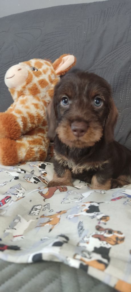 du Domaine Des Ours Joyeux - Chiots disponibles - Teckel poil dur