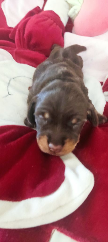 du Domaine Des Ours Joyeux - Chiots disponibles - Teckel poil dur