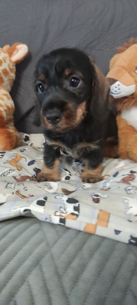 du Domaine Des Ours Joyeux - Chiots disponibles - Teckel poil dur